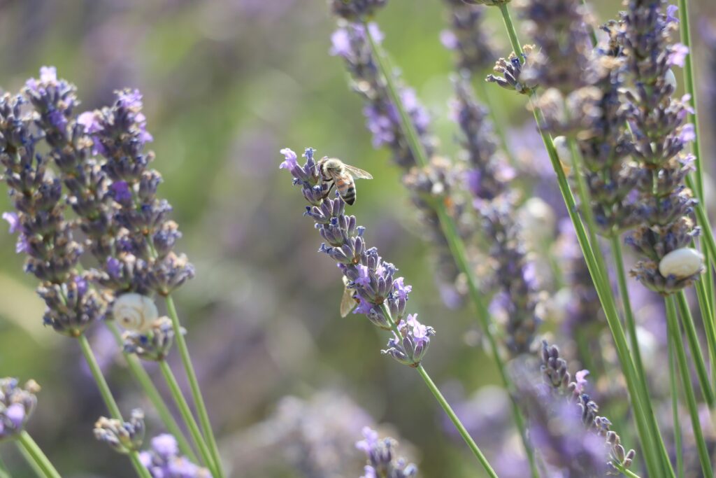 abelha polinizando flor de lavanda em jardim, destacando a importância das flores perfumadas para a biodiversidade