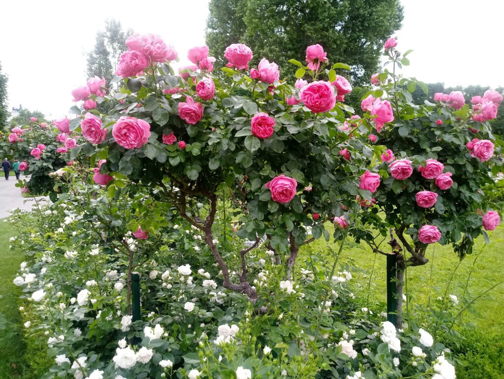 Roseiras floridas com adubação adequada, mostrando plantas fortes e cheias de flores em um jardim bem cuidado.