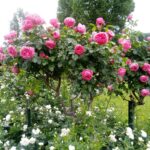Roseiras floridas com adubação adequada, mostrando plantas fortes e cheias de flores em um jardim bem cuidado.