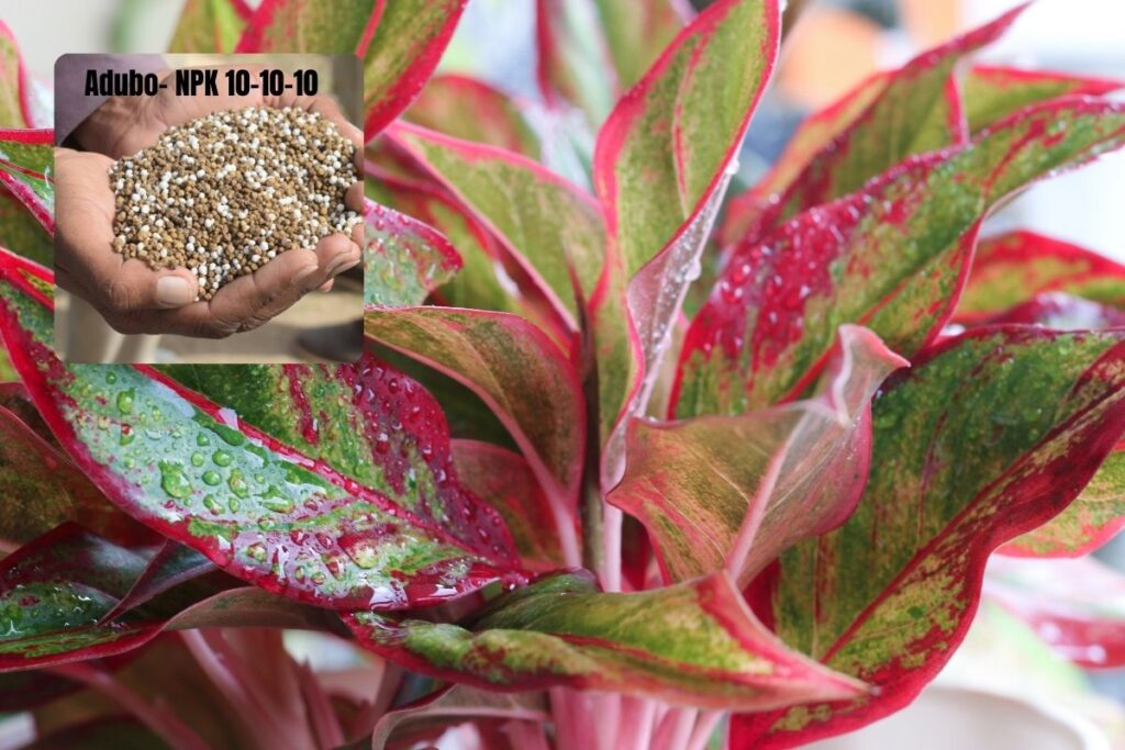 Adubação perfeita da aglaonema com fertilizante NPK 10-10-10 para manter folhas saudáveis e crescimento equilibrado.