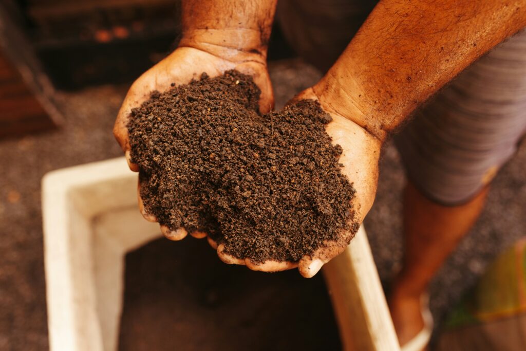 Mãos segurando adubo orgânico pronto para ser aplicado em frutíferas, mostrando textura rica e escura do composto.