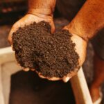 Mãos segurando adubo orgânico pronto para ser aplicado em frutíferas, mostrando textura rica e escura do composto.