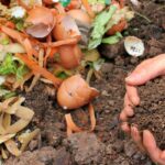 Mãos segurando adubo orgânico ao lado de restos de alimentos usados na compostagem para nutrir as plantas.