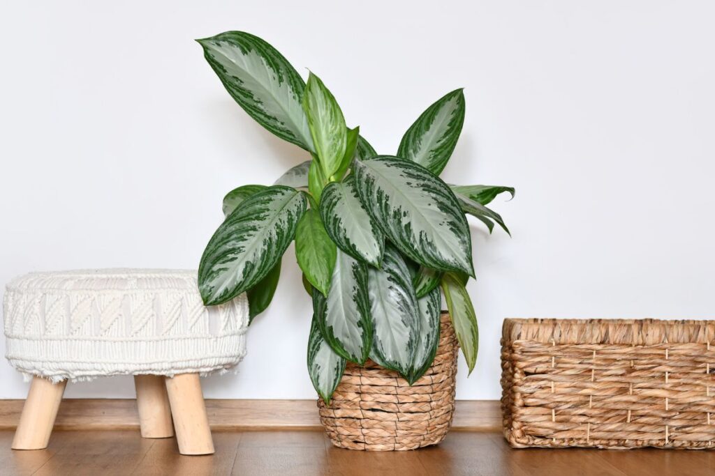 Planta Aglaonema em vaso de palha, exibindo folhagem verde com variações claras, posicionada ao lado de banqueta e cesta de palha.