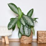 Planta Aglaonema em vaso de palha, exibindo folhagem verde com variações claras, posicionada ao lado de banqueta e cesta de palha.