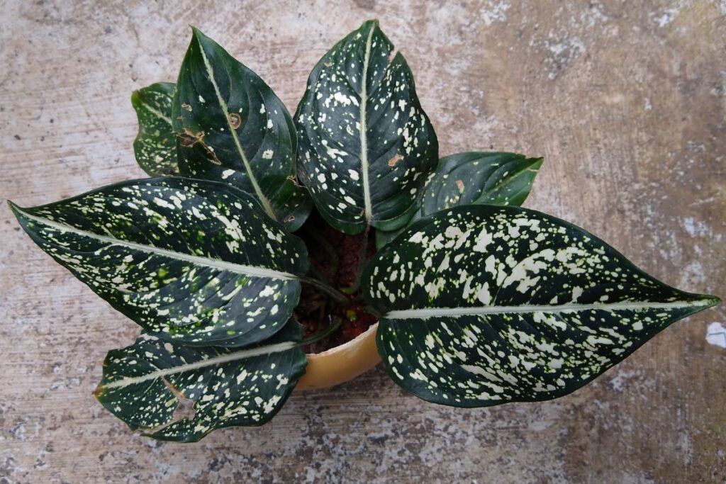Aglaonema Costatum com folhas verde-escuras e pequenas manchas brancas