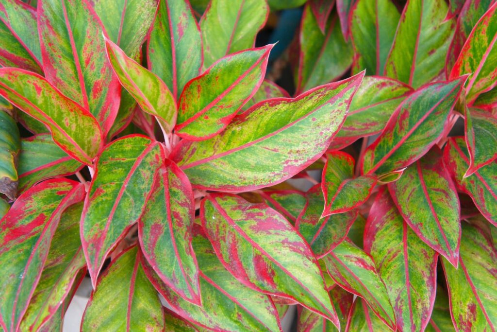 Aglaonema Crete com folhas verdes e bordas vermelhas intensas