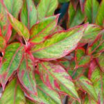 Aglaonema Crete com folhas verdes e bordas vermelhas intensas