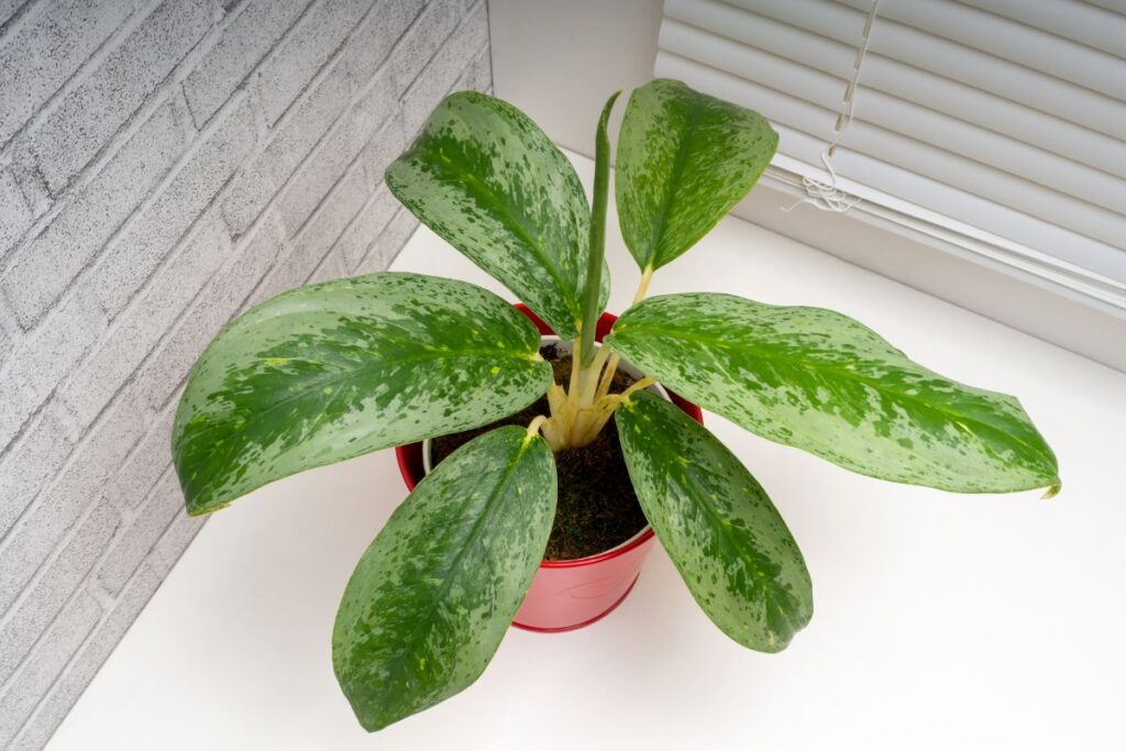 Planta aglaonema crispum em vaso vermelho sobre superfície branca, próxima a uma parede cinza com textura de tijolos e persiana branca ao fundo.
