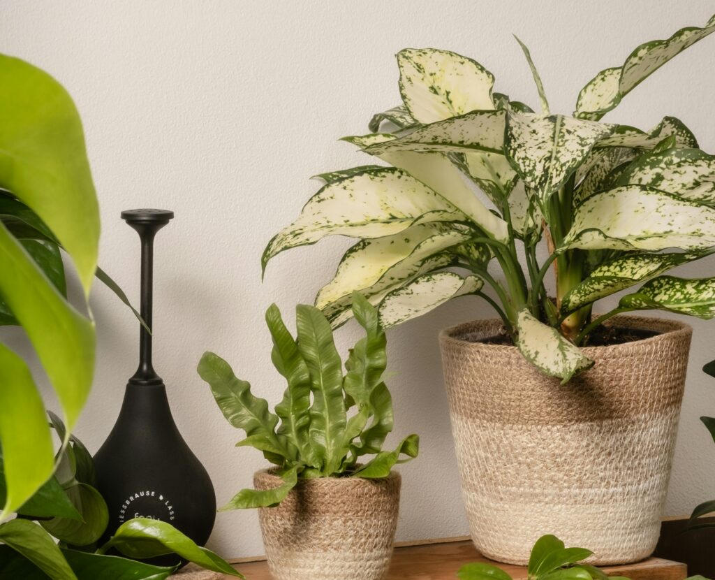Aglaonema Frozen em vaso decorativo ao lado de outras plantas em ambiente interno