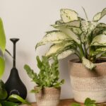Aglaonema Frozen em vaso decorativo ao lado de outras plantas em ambiente interno