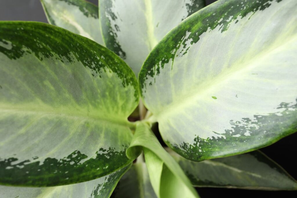 Aglaonema Pattaya Beauty com folhas largas em tons de verde e prata