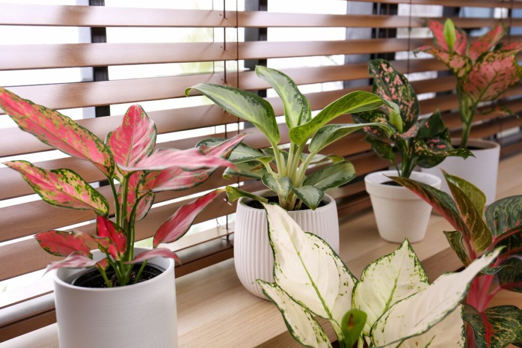 Diferentes tipos de Aglaonema em vasos brancos, posicionadas próximas à janela, recebendo luz natural filtrada.
