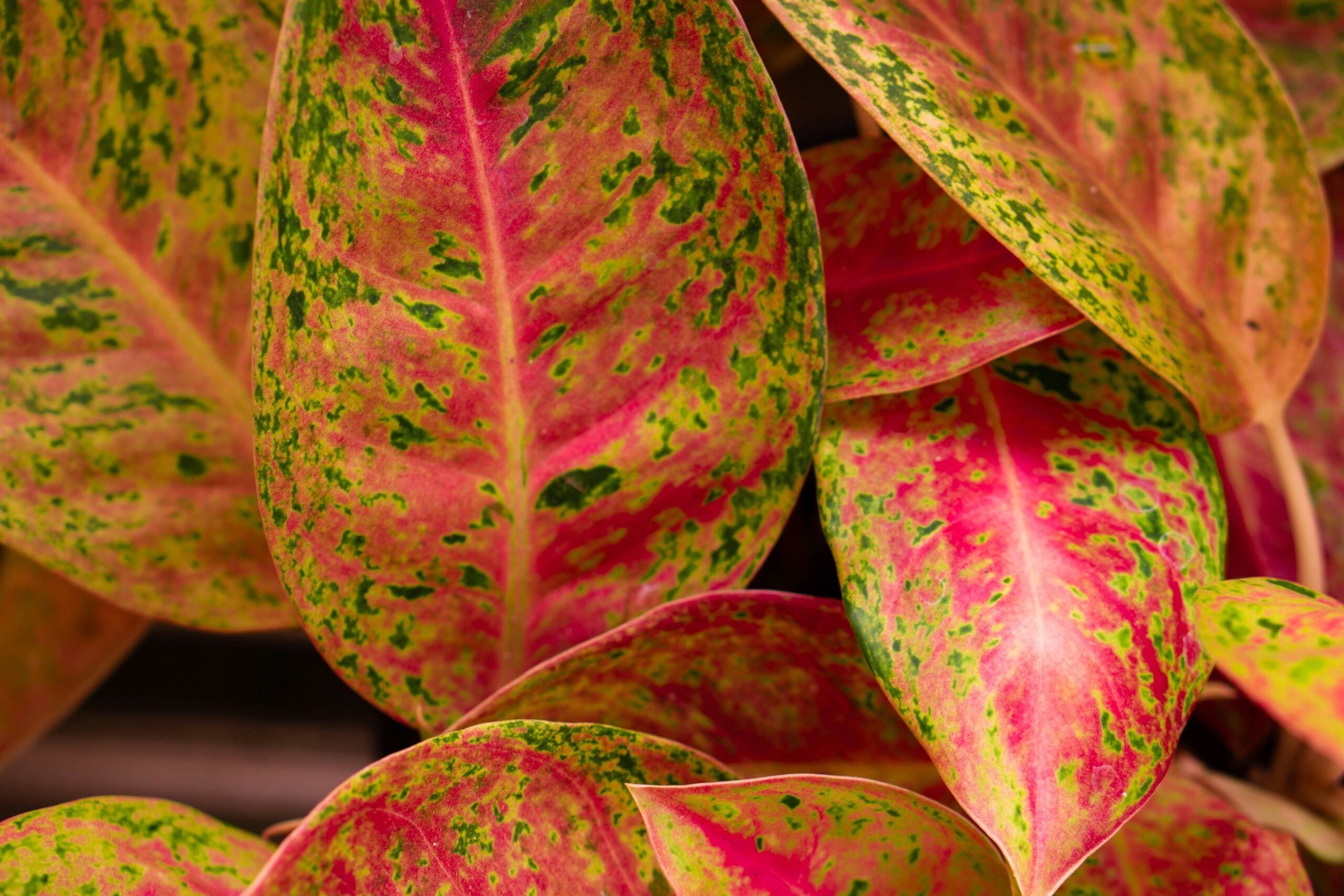 Folhas de Aglaonema Rosa, Pink e Branca com tons vibrantes de rosa, verde e creme