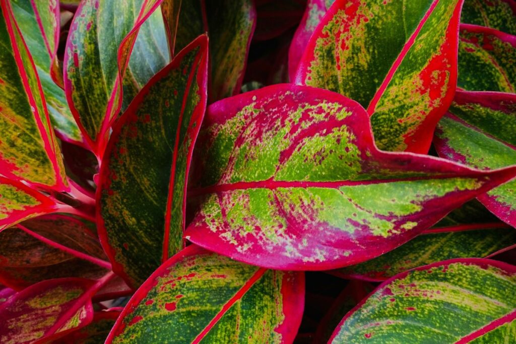 Folhas da Aglaonema Siam Aurora com tons vibrantes de verde e vermelho