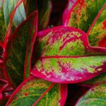 Folhas da Aglaonema Siam Aurora com tons vibrantes de verde e vermelho