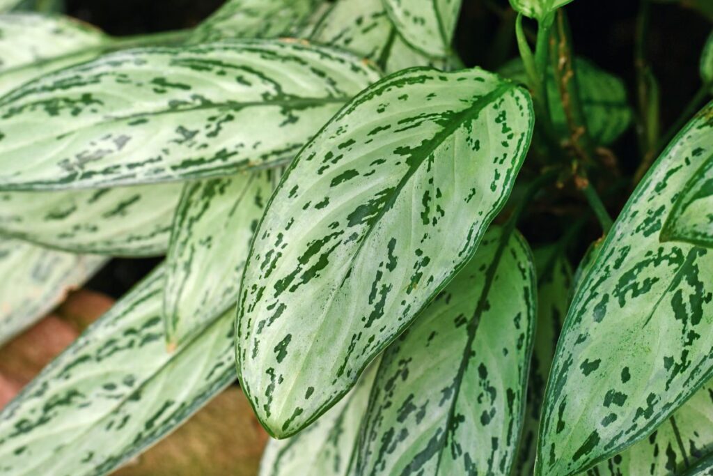 Folhas da Aglaonema Silver Queen com tons prateados e verde-escuro