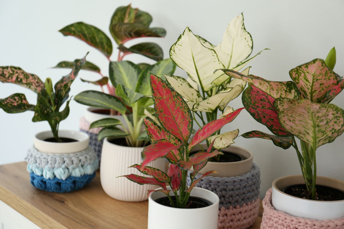 Diversas espécies de aglaonema em vasos decorativos sobre uma mesa de madeira, com folhas em tons de verde, branco e rosa.