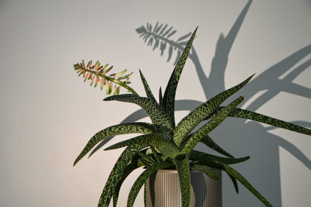 Vaso decorativo com aloe vera em ambiente interno, planta com folhas verdes e manchas claras, ideal para compor a decoração.