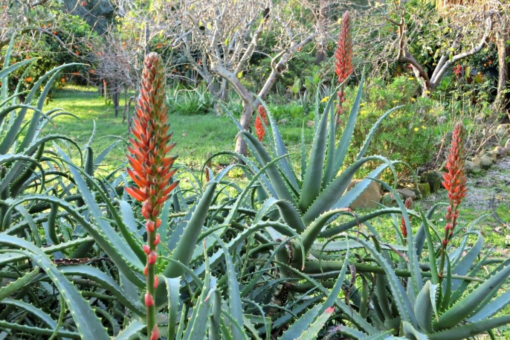 Planta aloe vera com flores alaranjadas em um jardim, destacando sua beleza e valor ornamental.