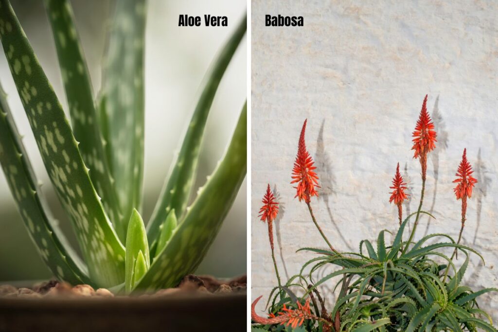 Comparação lado a lado entre aloe vera e babosa, mostrando diferenças visuais entre as plantas.