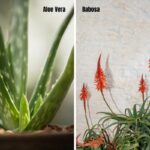 Comparação lado a lado entre aloe vera e babosa, mostrando diferenças visuais entre as plantas.