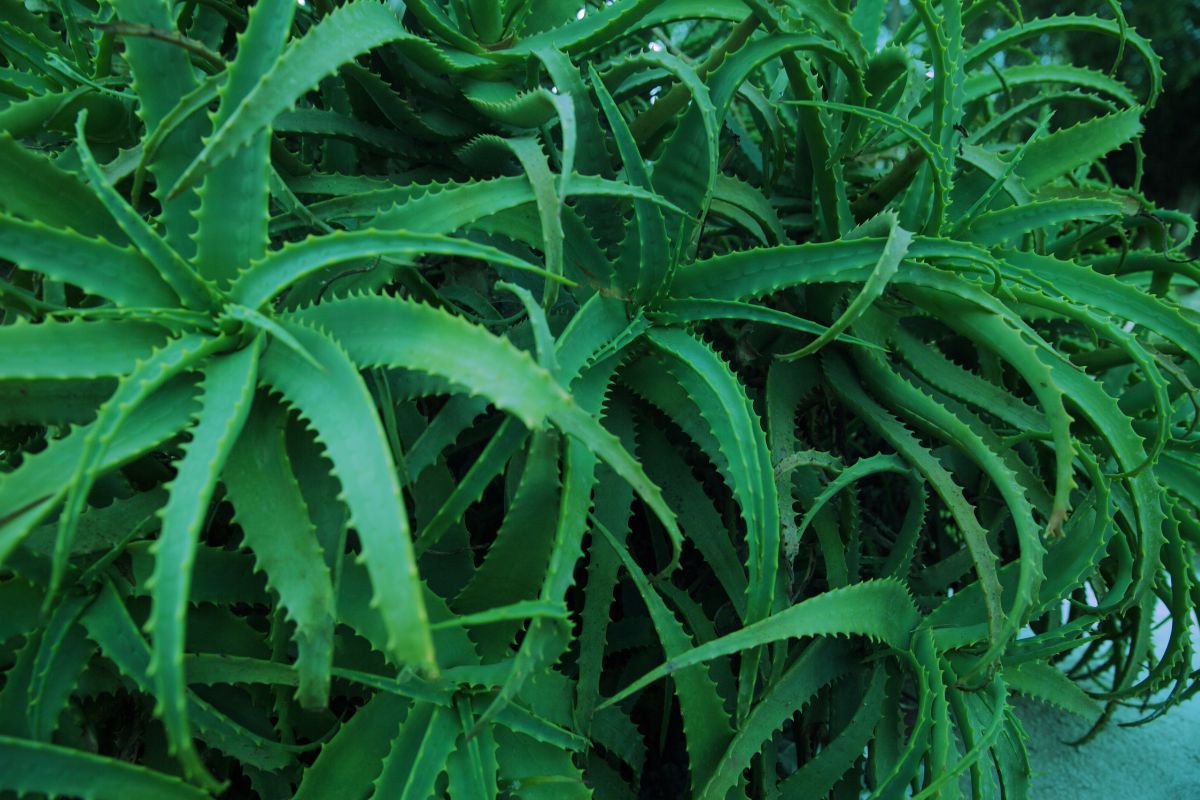 Folhas verdes e serrilhadas de uma planta aloe vera vistas de perto, em destaque para uso na capa de artigo.