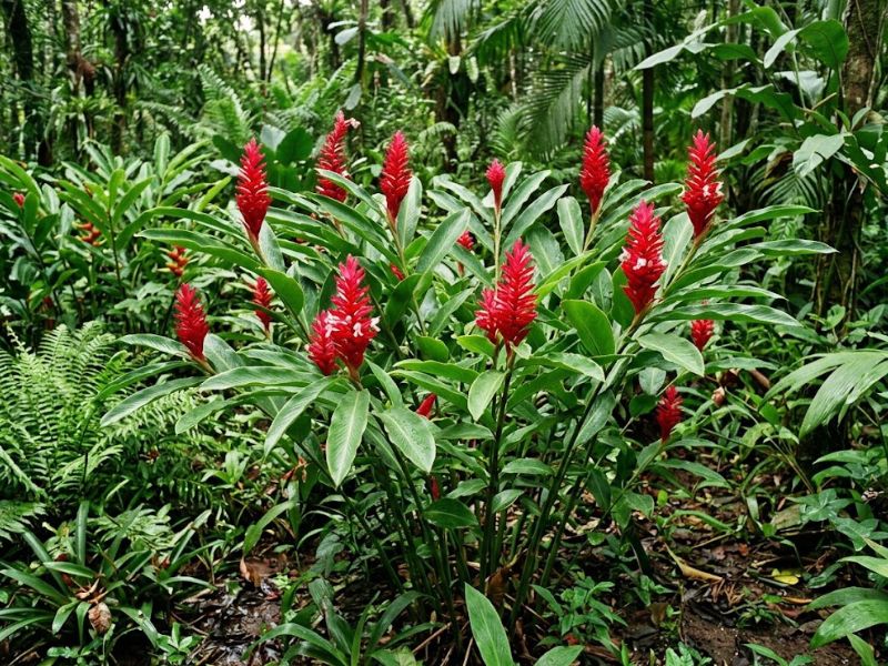 Alpínias-purpuratas floridas em jardim tropical