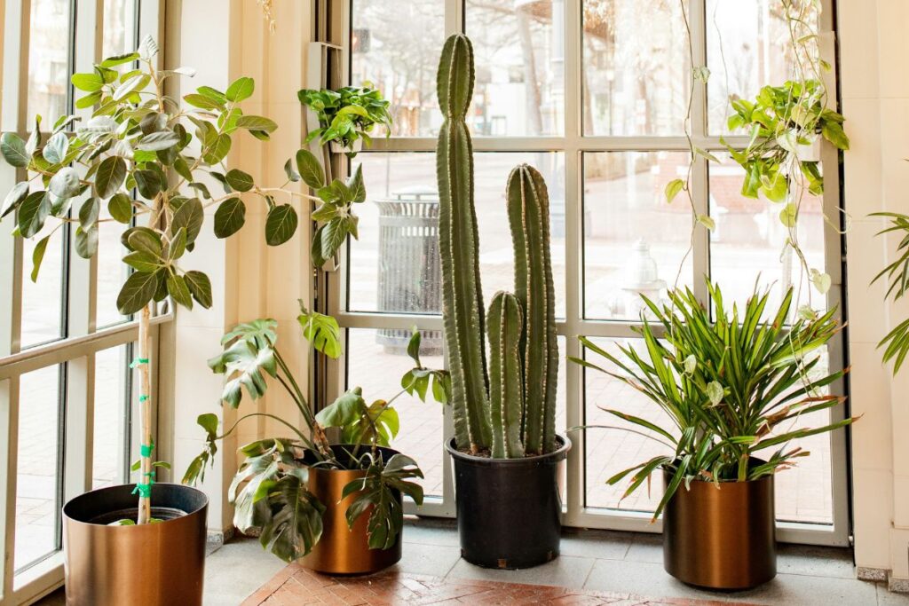Vaso com cacto mandacaru posicionado próximo a uma grande janela de vidro, recebendo luz natural ao lado de outras plantas decorativas em ambiente interno.