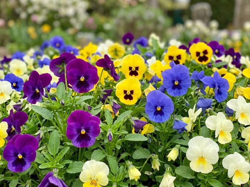 Flores de amor-perfeito roxas, amarelas e brancas