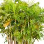 Areca bambu com folhagem verde densa e caules finos, usada como planta ornamental e de fácil cultivo.