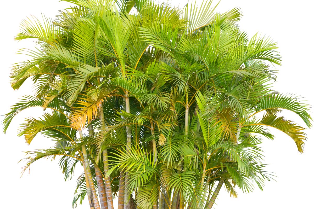 Areca bambu com folhagem verde densa e caules finos, usada como planta ornamental e de fácil cultivo.
