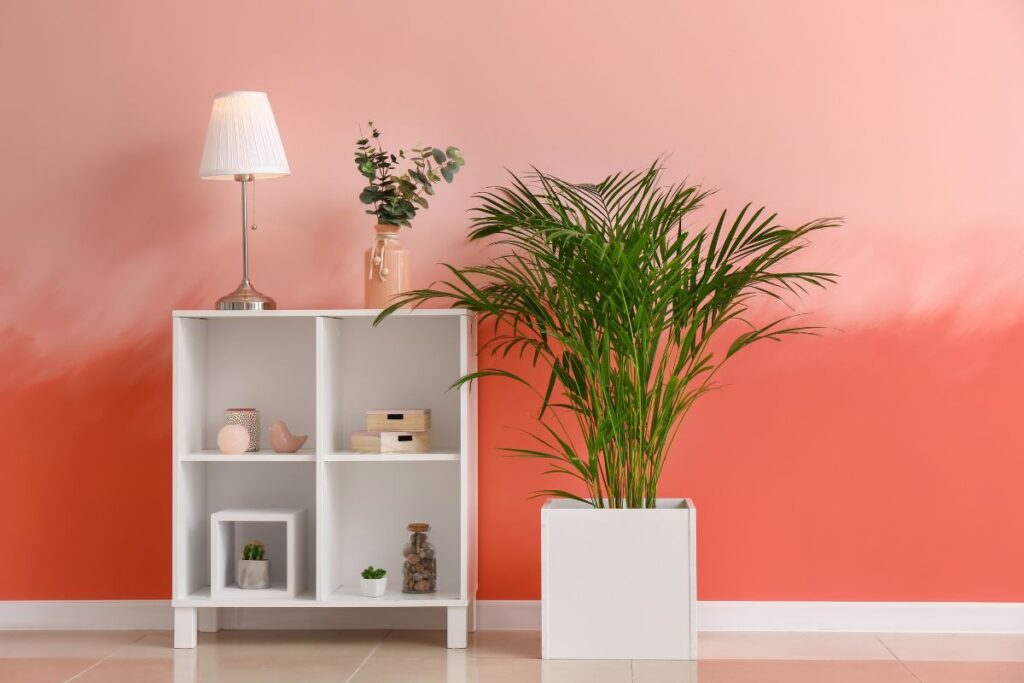 Areca bambu em vaso branco decorando sala com parede coral.