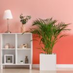 Areca bambu em vaso branco decorando sala com parede coral.