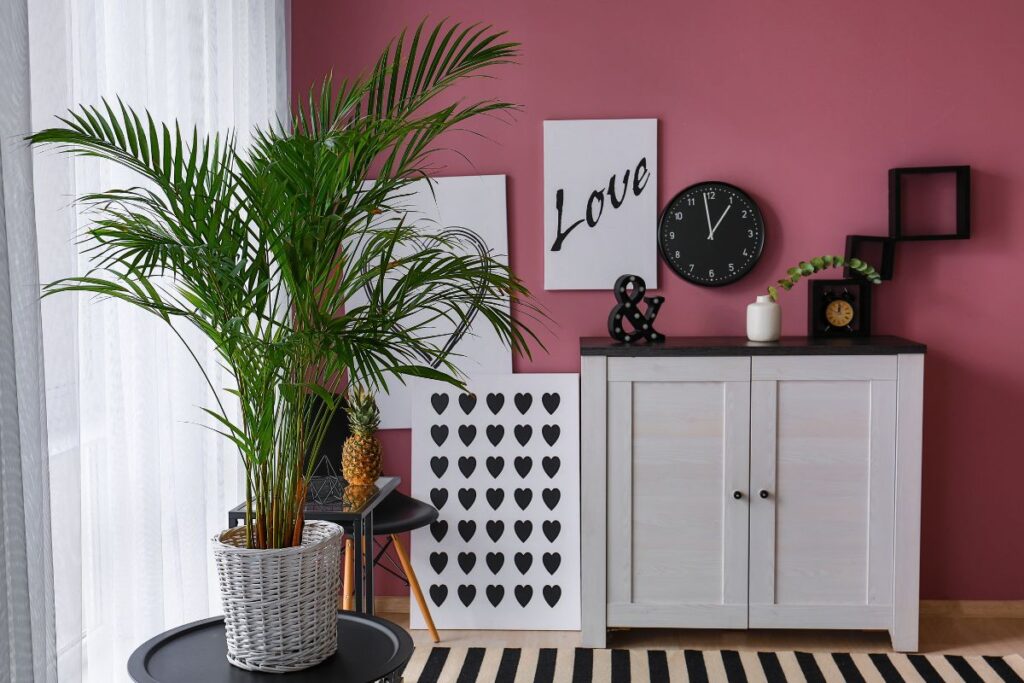 Areca bambu em vaso de fibra dentro de sala decorada, destacando seu papel ornamental e purificador.