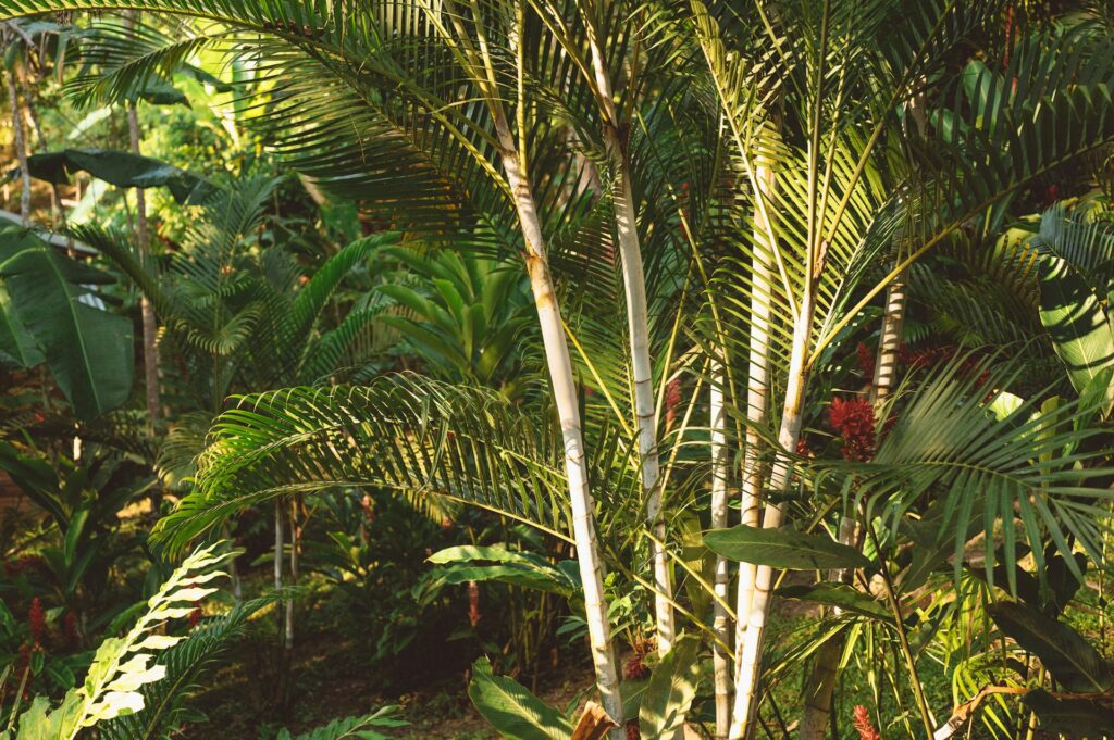 Areca bambu recebendo luz solar direta em jardim tropical.