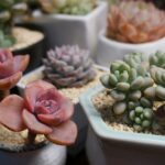 Arranjo de suculentas variadas em pequenos vasos decorativos com pedrinhas claras