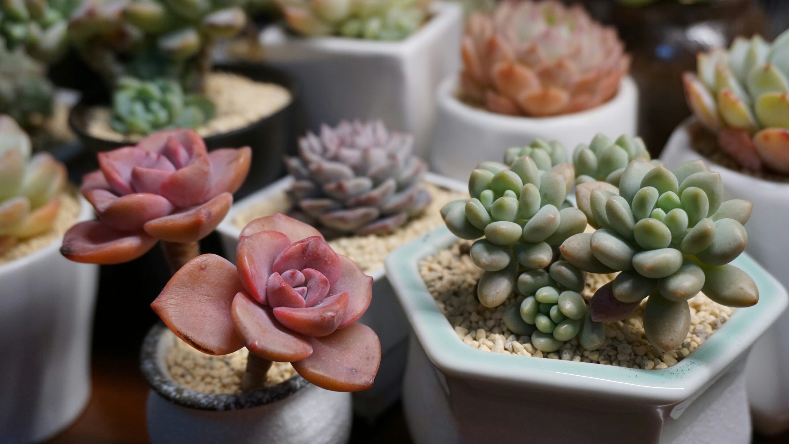 Arranjo de suculentas variadas em pequenos vasos decorativos com pedrinhas claras