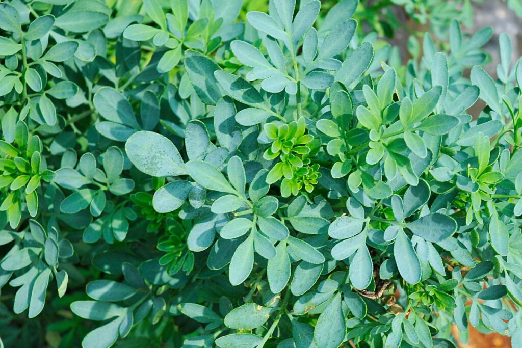 Folhas verdes da planta arruda, cultivada em horta caseira, exibindo textura e tonalidade características.