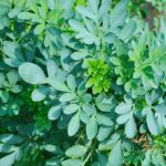Folhas verdes da planta arruda, cultivada em horta caseira, exibindo textura e tonalidade características.