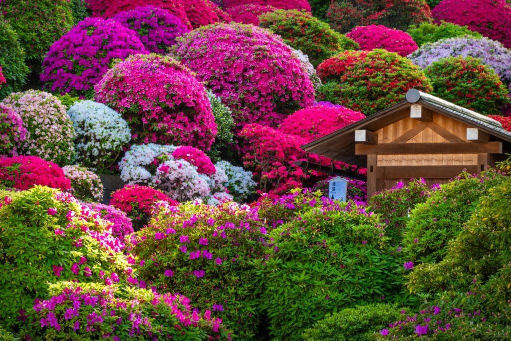 Azaleias arbustivas em cores vibrantes formando moitas arredondadas em jardim florido