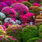 Azaleias arbustivas em cores vibrantes formando moitas arredondadas em jardim florido
