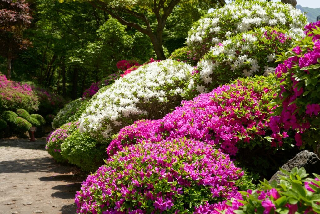 Azaleias planta em jardim florido com flores rosas e brancas.