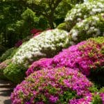Azaleias planta em jardim florido com flores rosas e brancas.