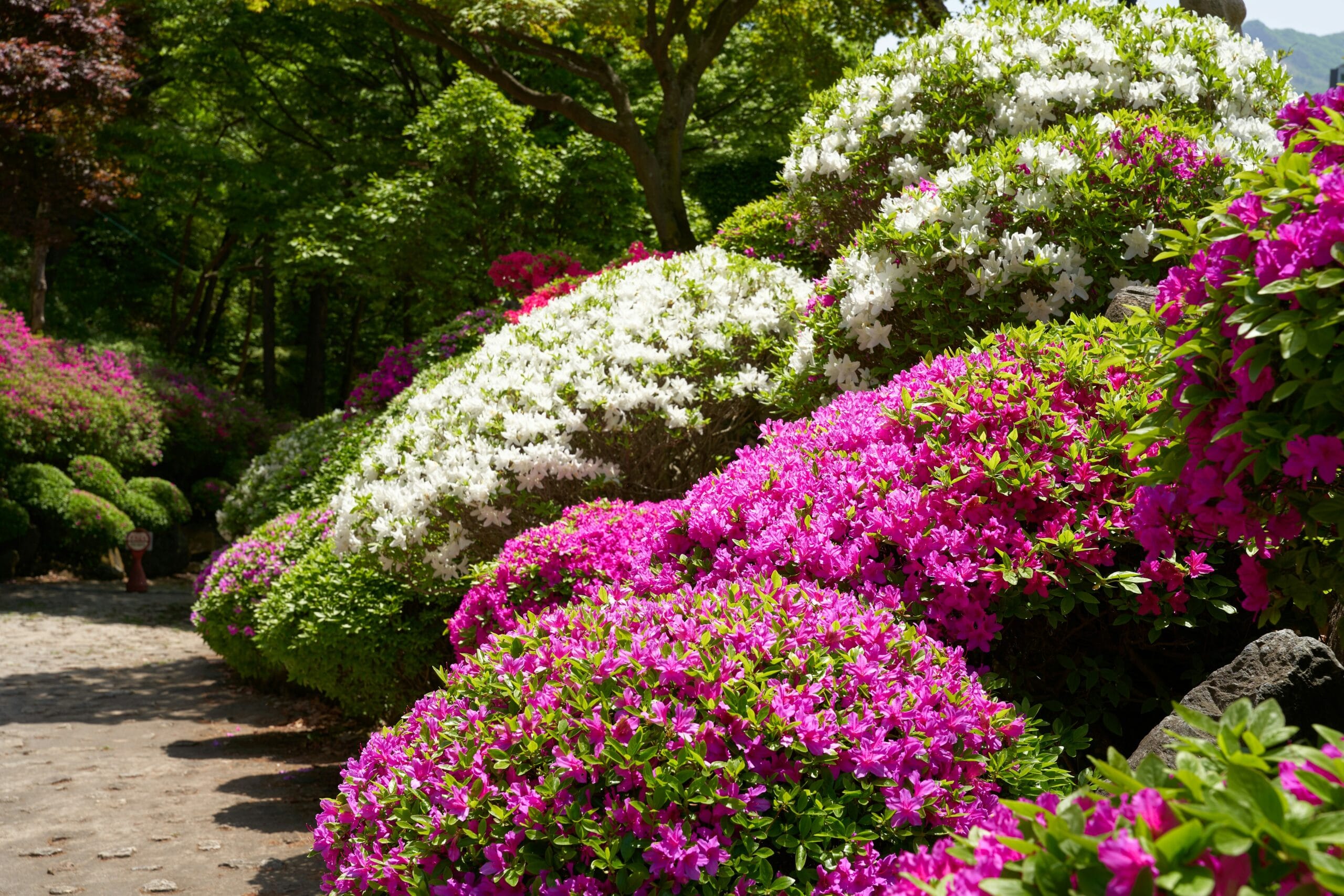Azaleias planta em jardim florido com flores rosas e brancas.