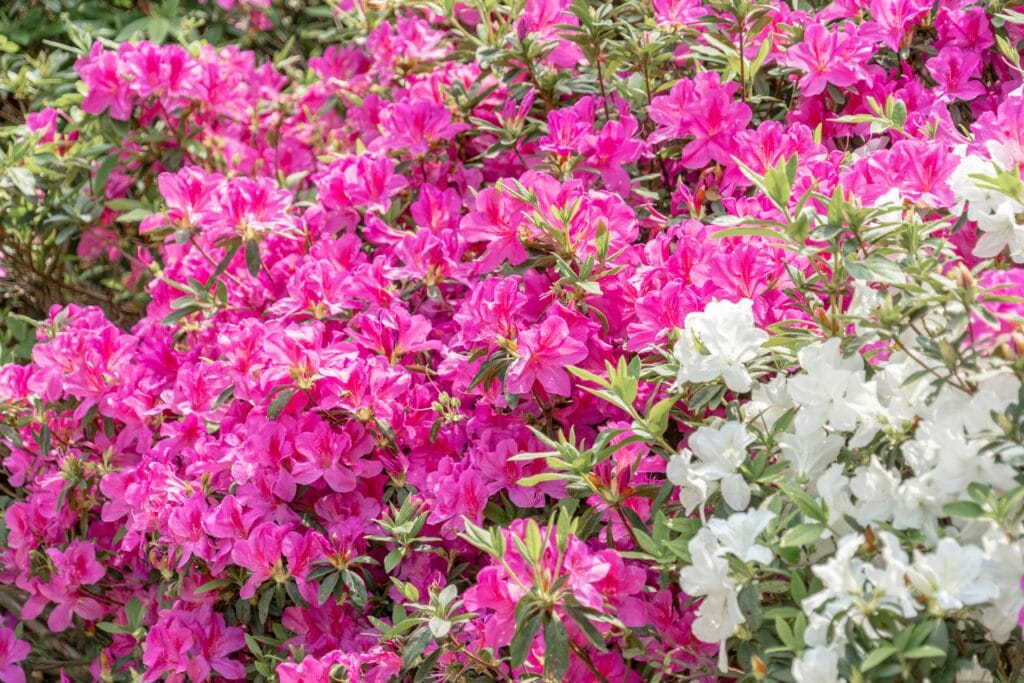 Arbusto de azaleias planta com flores rosas e brancas em jardim