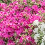 Arbusto de azaleias planta com flores rosas e brancas em jardim