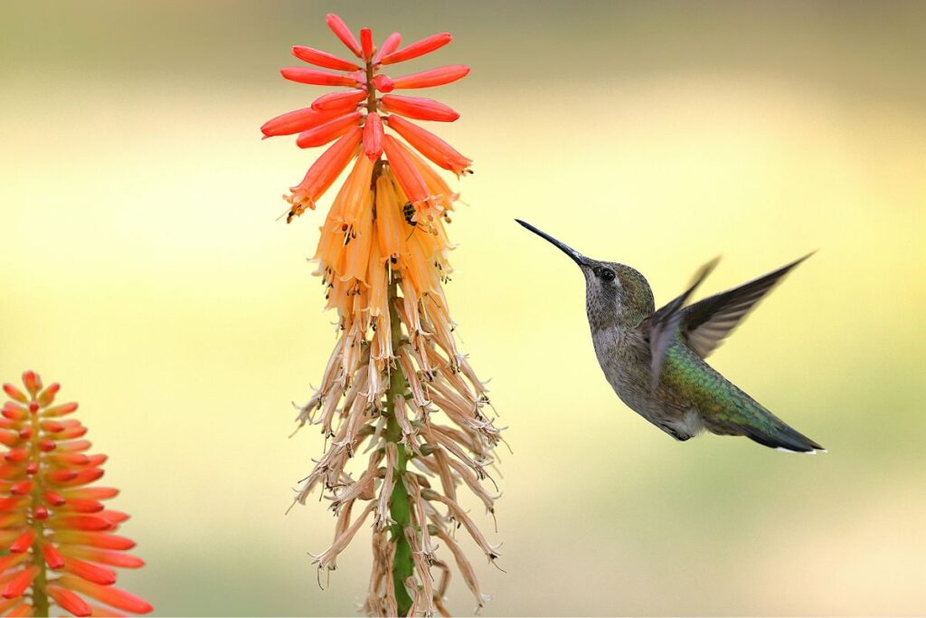 Beija-flor se aproximando de uma flor de aloe vera em busca de néctar, simbolizando harmonia com a natureza.