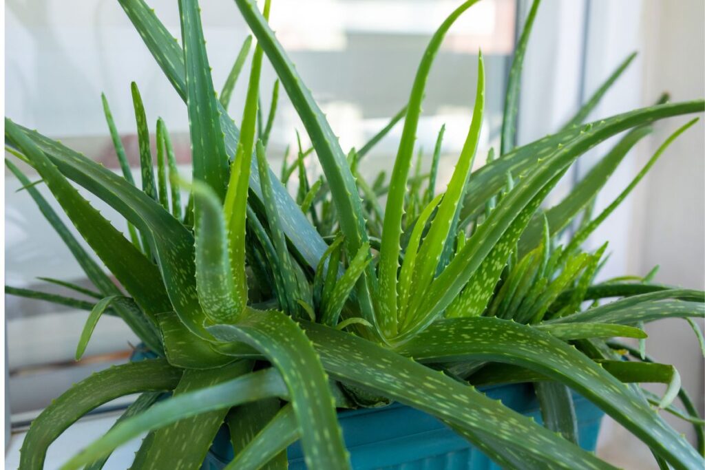 Vaso com aloe vera saudável, destacando seus benefícios para a casa.