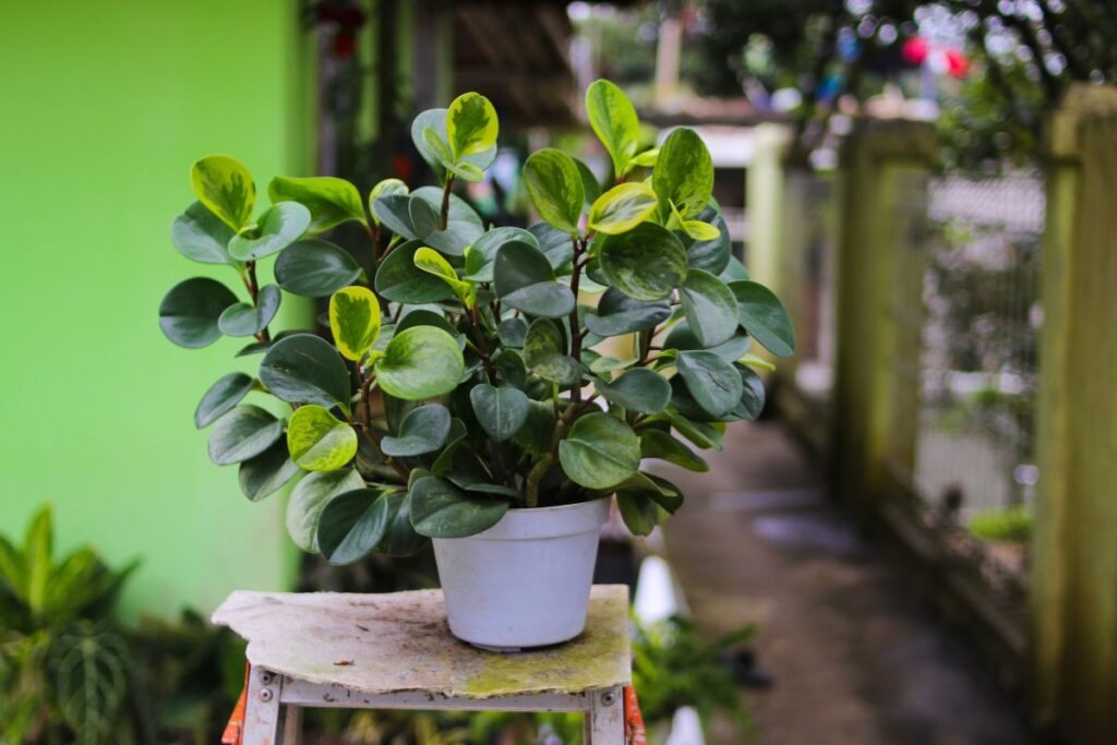 Peperômia saudável em vaso branco destacando suas folhas verdes arredondadas.
